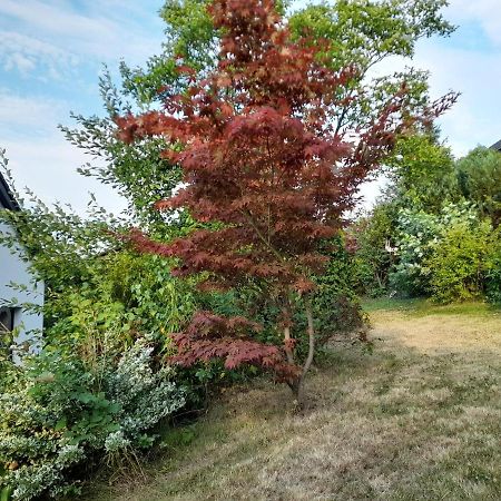 Haus Edda - Ferienwohnungen Mit Garten Und Schlossblick Marburg Esterno foto